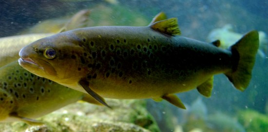 1448187231_be85e17541_b