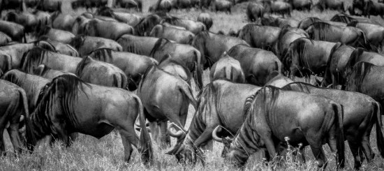 Wildebeest